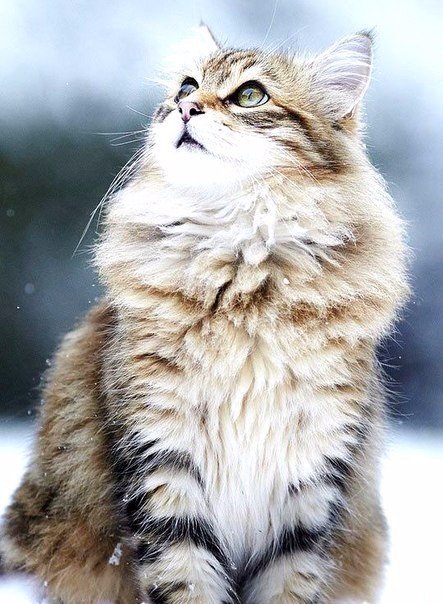Коты из сети