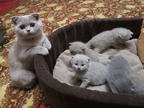 Коты из сети