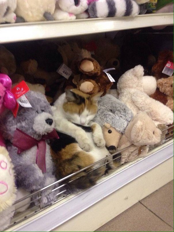 Коты из сети