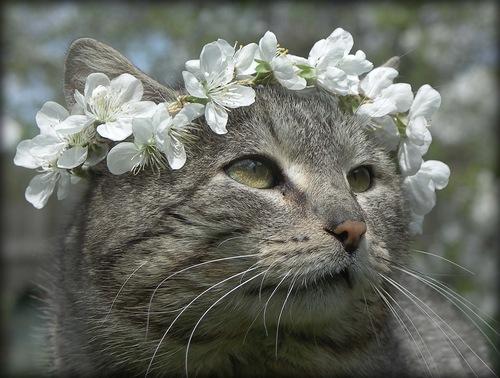 Коты и Кошки