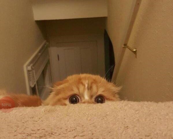 Коты и Кошки