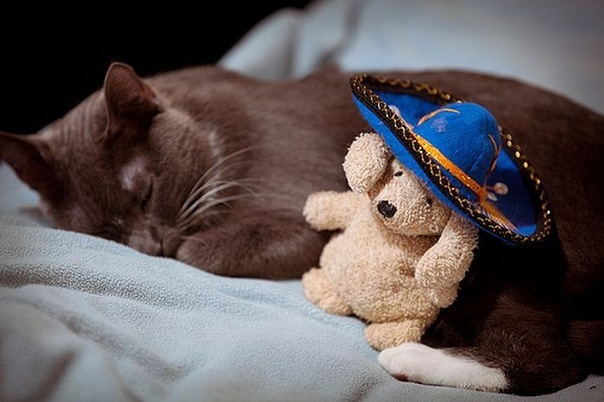 Коты и Кошки