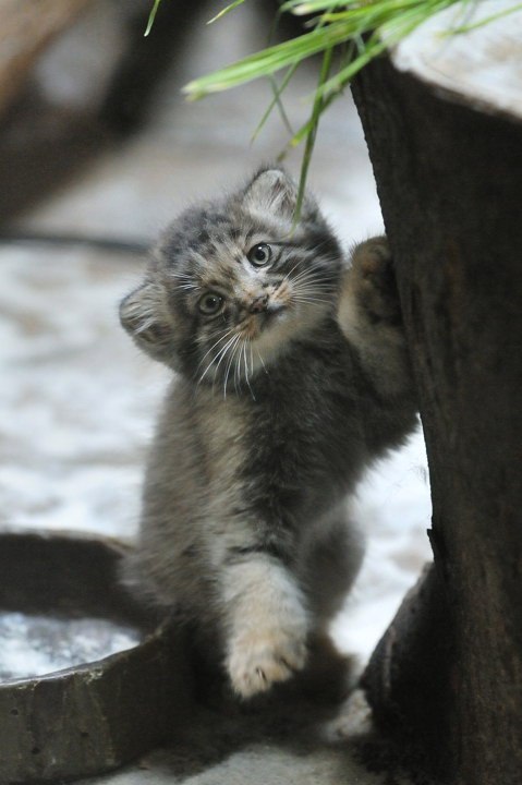 Коты и Кошки