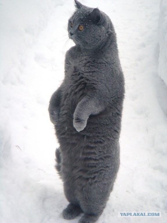 Правильно ли спит кот?