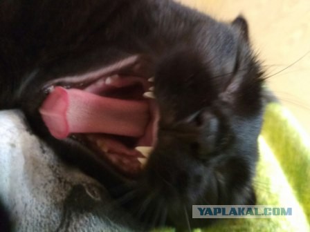 Котовторник 28.11.2017