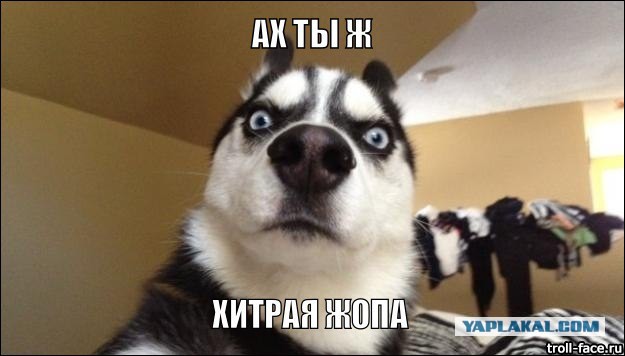Ах ты, собака!