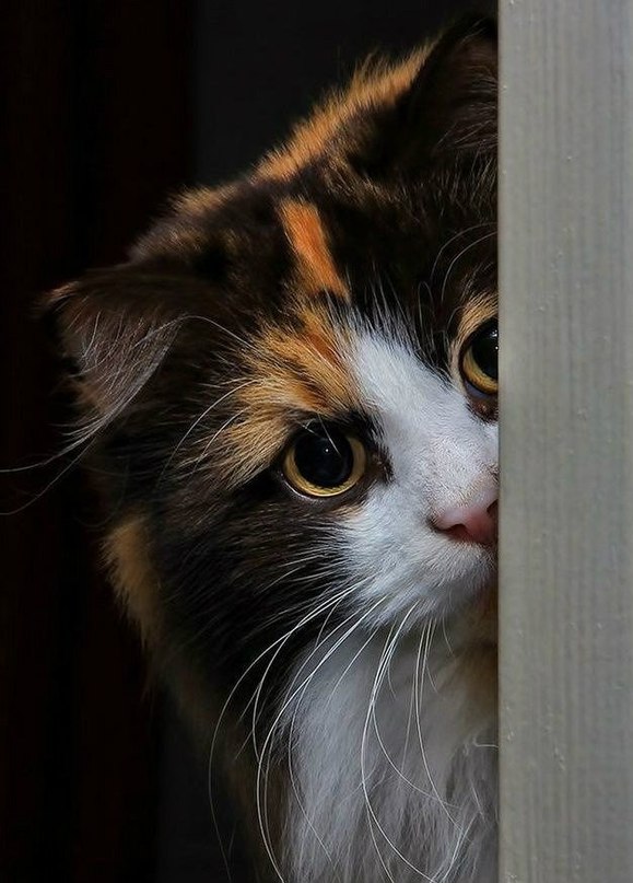 Прикольных котов пост