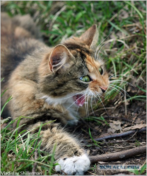 Котовторник на ЯПлакалъ: Кото и кто-то!