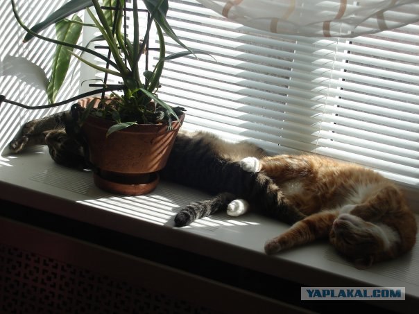 Котовторник (20.01)