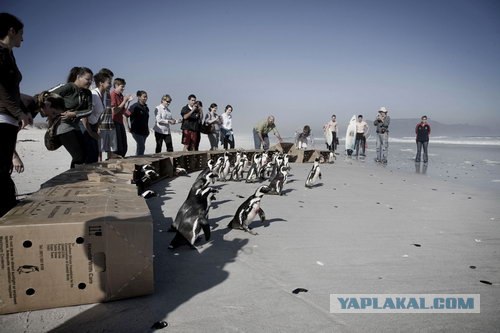 Как пингвинов домой провожали (12 фото)