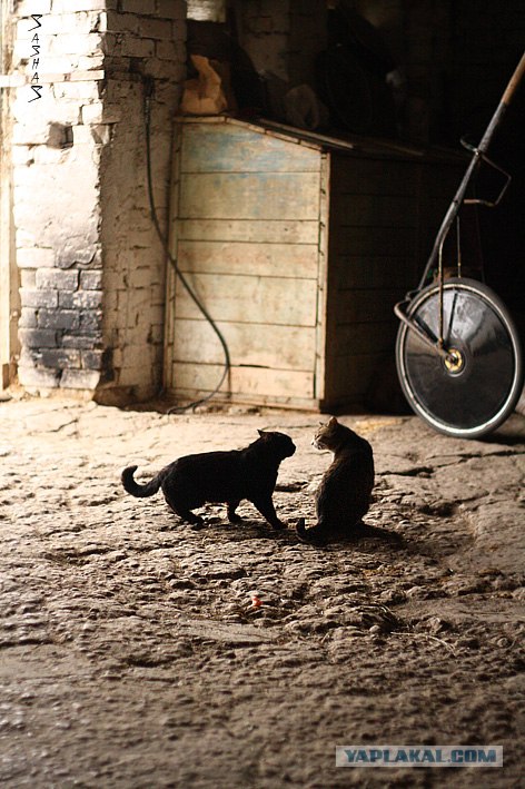 Котятовторник, 25.05.2010