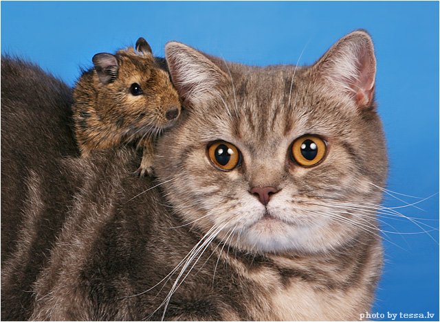 Котовторник: коты и... почти мыши