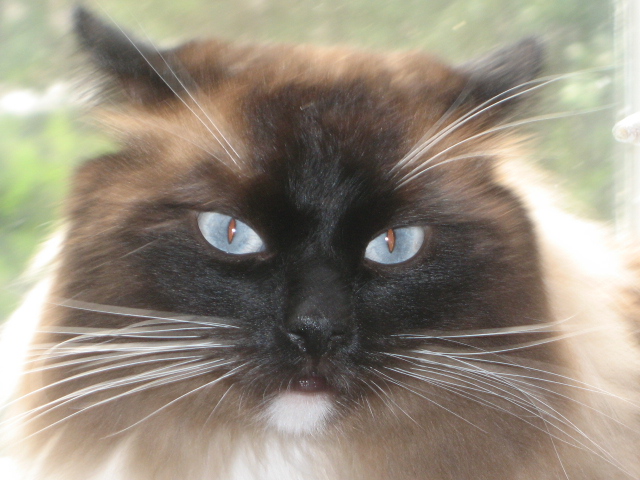Голубые глаза в снегах