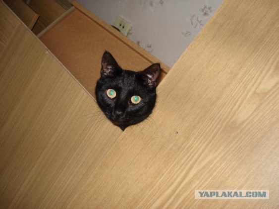Это у котов-то эмоций не бывает?!