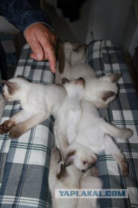 Начинаем котовторник!