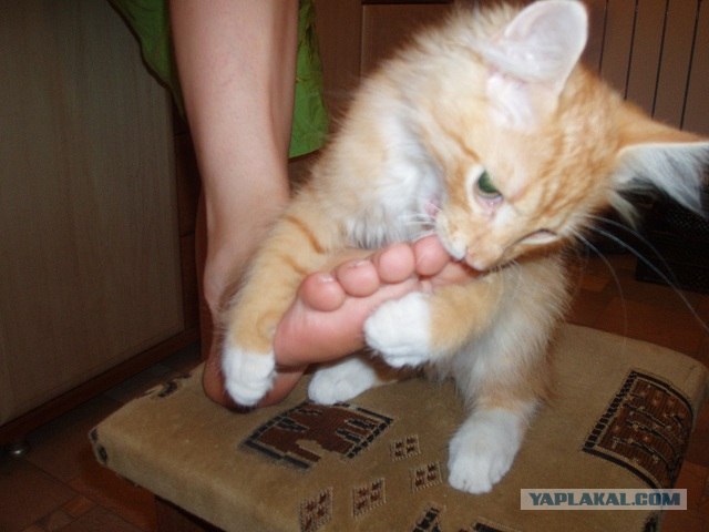 С котовторником !