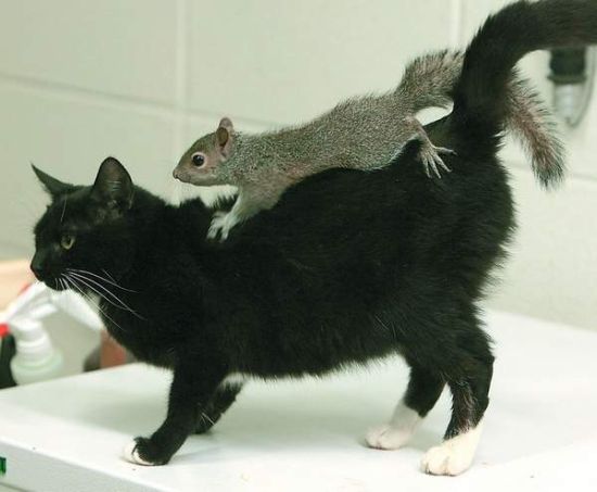 Котовторник!