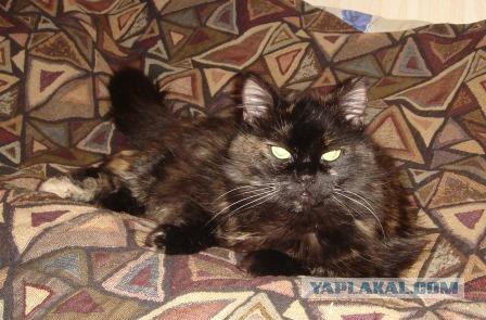 Котовторник 17 января
