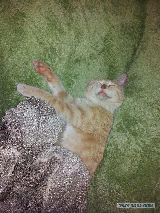 Котовторник (07.02.2012)