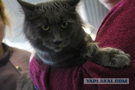 Котовторник 27.03.2012