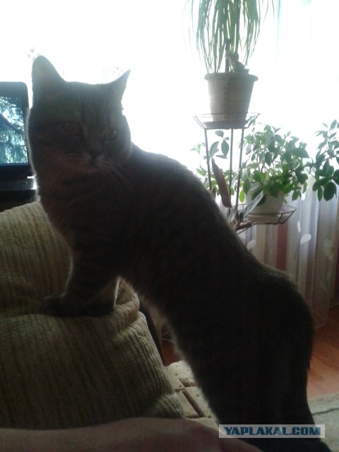 Котовторник (15.05.2012)