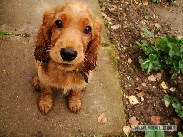 Собака — Улыбака :)