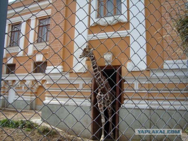 Московский зоопарк