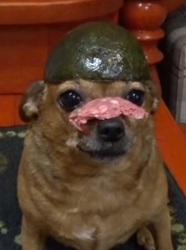 Живность из сети