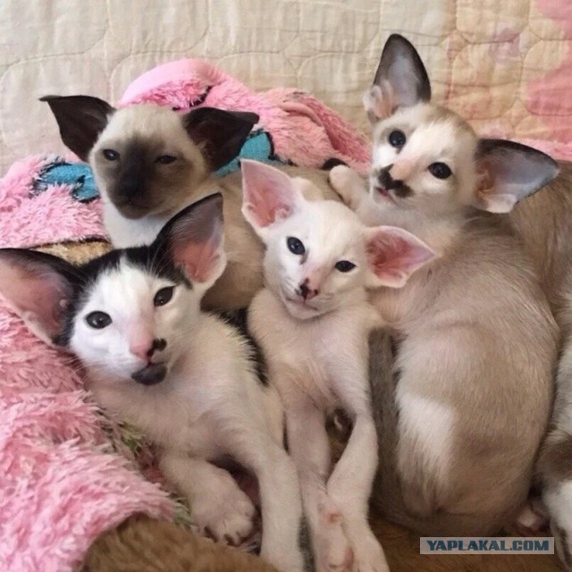 Котопёс