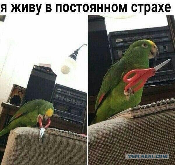 Опасайтесь мышей!