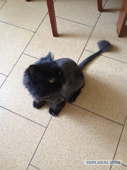 Котовторник 21.05.2013