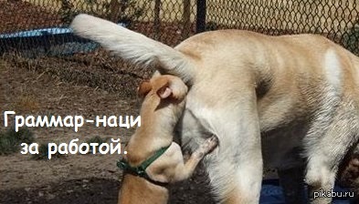 Котик дома!