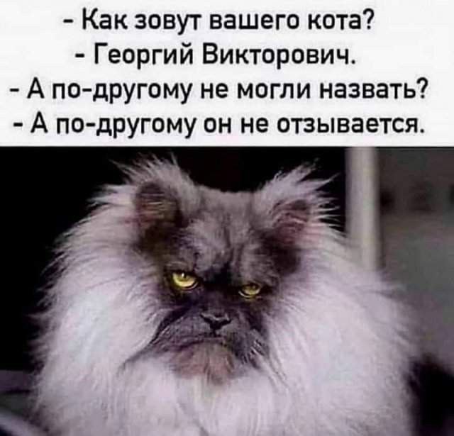 Весёлые картинки