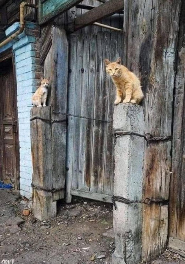 К котовторнику: подборка картинок-баянов с котиками и про котиков. Выпуск 9