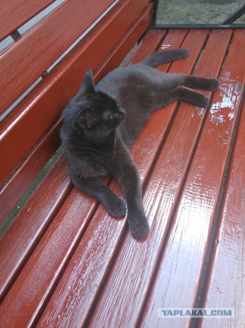 Котовторник 23.07.2013