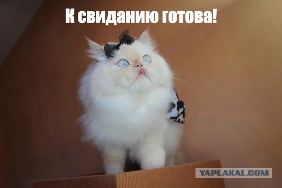 Котовторник 25.02.2014