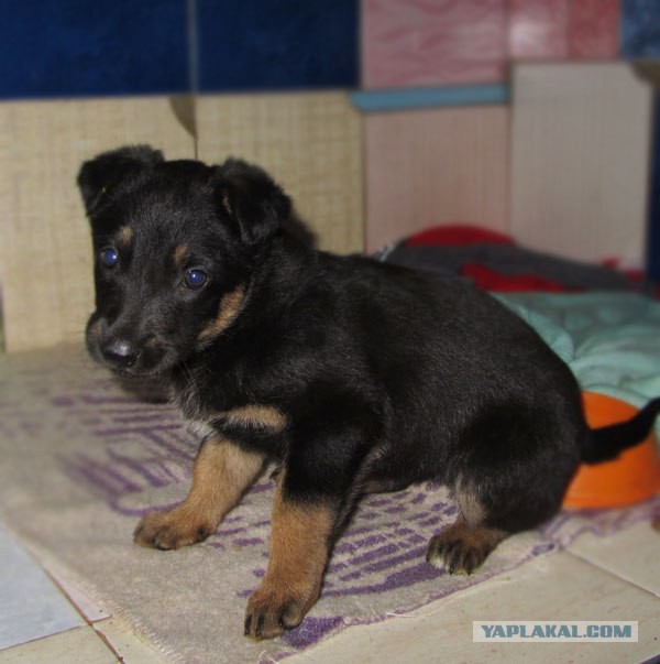 Спасенные собаки