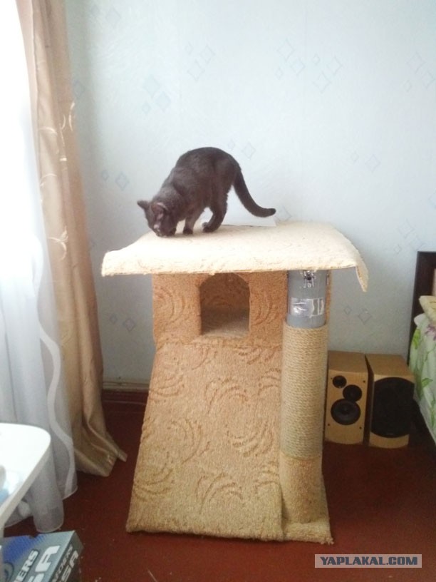 Домик для кота