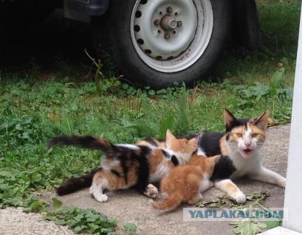 Котовторник 12.08.2014