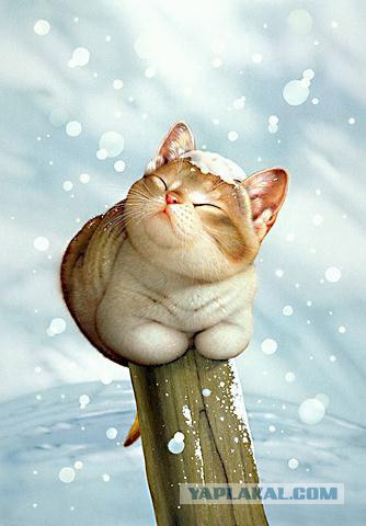 Рисованный котовторник