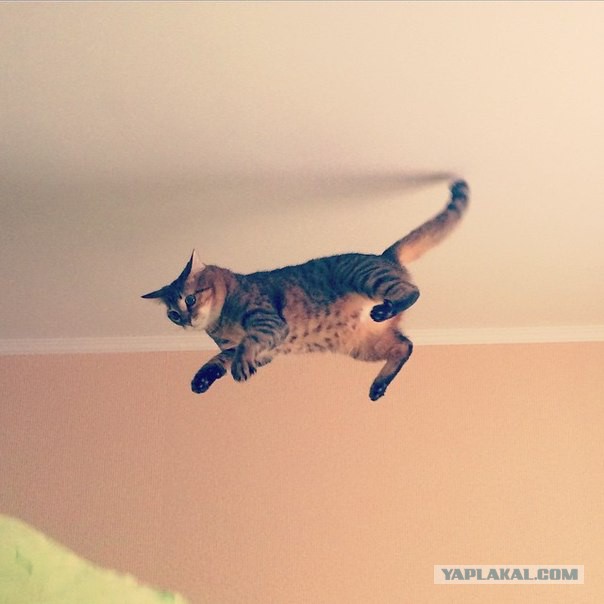 Котовторник 06.01.2015