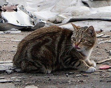 Кошки и собаки на войне в Донбассе
