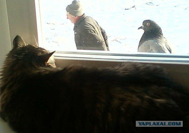 Забавные картинки из Сети