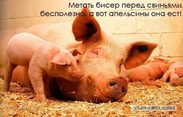 Интересные факты о разном