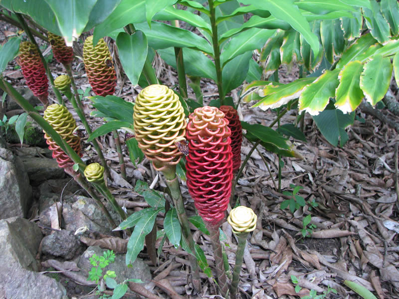Подскажи растение. Растение с шишечкой растущие в Подмосковье. Азиатское растение похожее на большую красную шишку растет в земле.