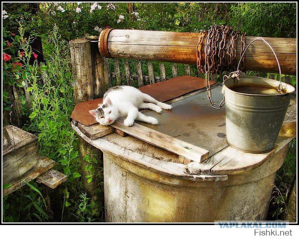 Дикий Кот