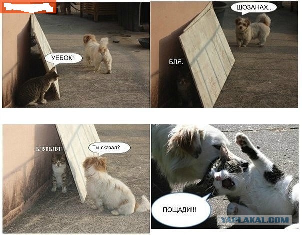 Кота жаль