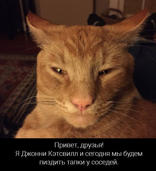 Кот-клептоман