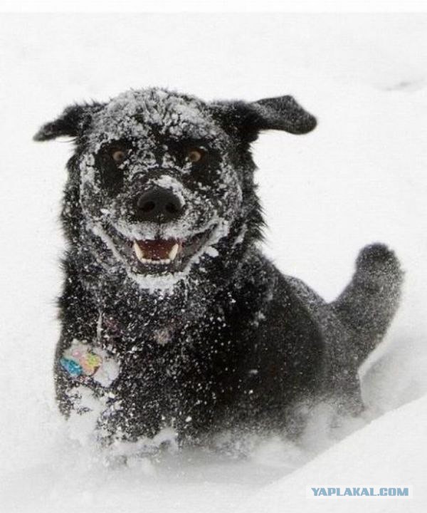 Картинки и прочее