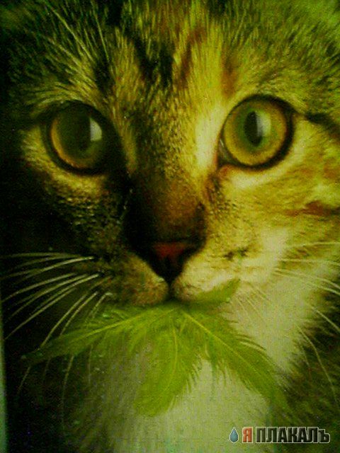 Коты, кошки, котята